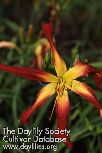 Daylily Wild Wookie